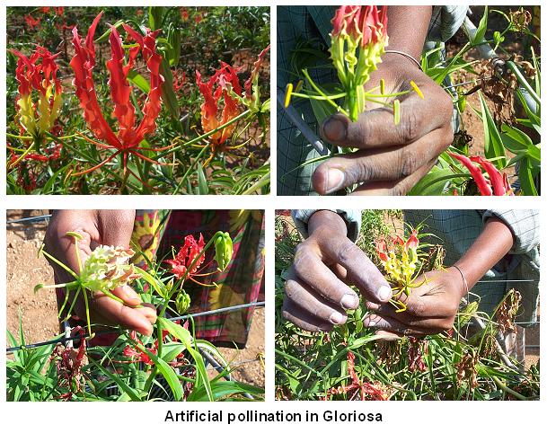 http://agritech.tnau.ac.in/horticulture/horti_medicinal%20crops_gloriosa%20pollination1.JPG